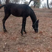 اسب ۱۱ماه بدونه مشکل|اسب و تجهیزات اسب‌سواری|مریوان, |دیوار