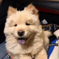 چاوچاو نر ۷ ماهه اصیل