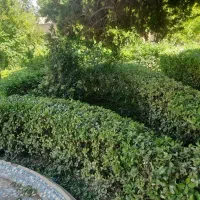 هرس شمشاد و باغبانی|خدمات باغبانی و درختکاری|یزد, |دیوار