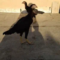 مرغ لاری|حیوانات مزرعه|قم, سنگ بند|دیوار