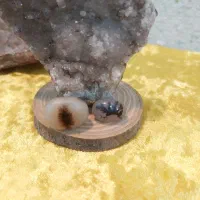 پیوند قلب ها و ماری|بدلیجات|کرمانشاه, |دیوار