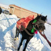 اسب فروشی|اسب و تجهیزات اسب‌سواری|پیرانشهر, |دیوار