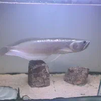 ماهی آروانا سیلور|ماهی|شاهینشهر, شهرک میلاد|دیوار