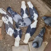 کبوتر دو کت