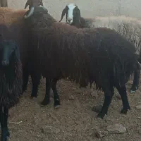 گوسفند زنده