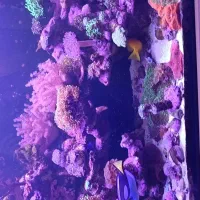 لوازم اکواریوم ابشور