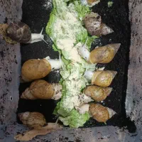 فروش حلزون و خاویر حلزون