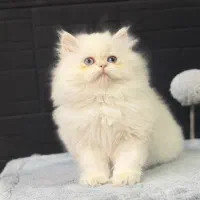 بریتیش لانگ هیر رنگ سیلور با چشم‌آبی(عکس اختصاصی)