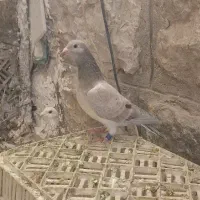 کفتر