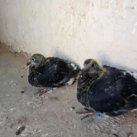 کبوتر‌پلاکی‌مسافتی|پرنده|درگز, |دیوار
