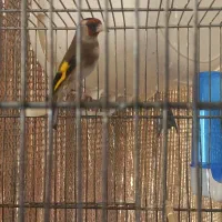 فروش سهره ماده  ۲ ساله بسیارزیبا وذات دار