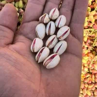 پسته بدون پوست|خوردنی و آشامیدنی|مشهد, مصلی (کارمندان اول)|دیوار