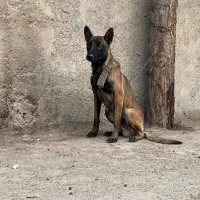 مالینیوز سگ پلیس|سگ|شاهدشهر, |دیوار