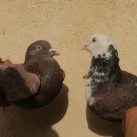 کفتر حسابی|پرنده|قم, باغ شریفی|دیوار