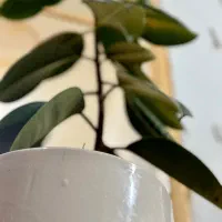 گل اپارتمانی|گل و گیاه طبیعی|شیراز, شیخ علی چوپان|دیوار