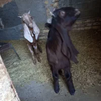 بزغاله داشتی