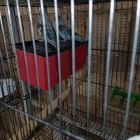 مرغ عشق|پرنده|اراک, |دیوار