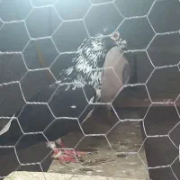 ۳تا کفتر یدونه نر دوتا ماده
