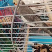 عروس هلندی|پرنده|سنندج, |دیوار