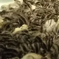 جوجه بلدرچین۲روزه|حیوانات مزرعه|زاهدان, |دیوار