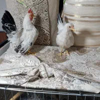 مرغ جاپنیز