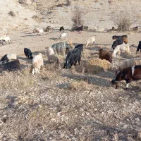 فروش تعدادی بزداشتی|حیوانات مزرعه|لوداب, |دیوار