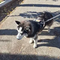 برای عکس و فیلم پیام بدین