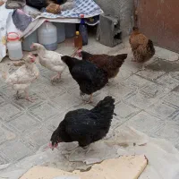 8عدد مرغ محلی و سفید