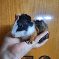 خوکچه هندی یک ماه بالغ نر ماده