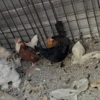 مرغ مینیاتوری تخم گذار