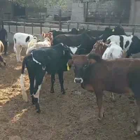 ۲۰راس گوساله لاغر جنس گیلدورگ حدود۱۱۰کیلوی ۱۰۳
