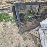 عراقی|سگ|مرند, |دیوار