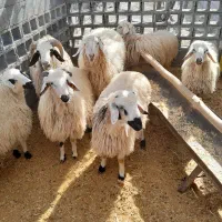 فروش ۵ راس بره ی نر