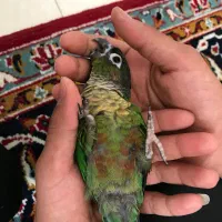گرینچیک دستی فول  سه ماهه|پرنده|مشهد, چاهشک|دیوار