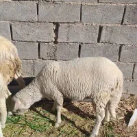 میش و بره لاکن