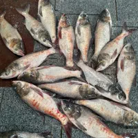 فروش ویژه انواع ماهی گرم آبی و دریایی بدون واسطه