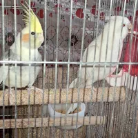 فروش عروس