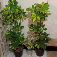 طلای سبز|جواهرات|خرمآباد, |دیوار