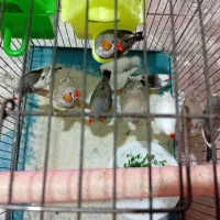 فنچ|پرنده|اراک, |دیوار