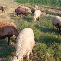 فروش گوسفند|حیوانات مزرعه|گتوند, |دیوار