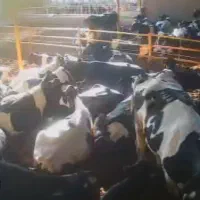 کارشناس دامپروری