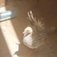 جوجه طاوس