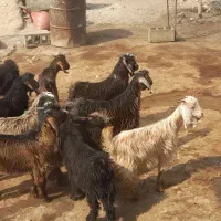 ۱۰ تا بزغاله درجه ۱