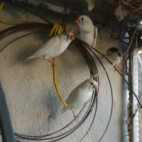 مرغ عشق و فنچ بالغ تخم جوجه ای|پرنده|ایرانشهر, |دیوار