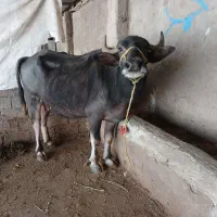 گاومیش با گوساله ماده