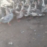 ۴۵قاز محلی|حیوانات مزرعه|مریوان, |دیوار