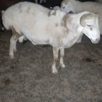 فروش قوچ|حیوانات مزرعه|جازموریان, |دیوار