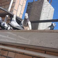 کفتر خوشکل خوش استایل