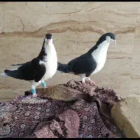 یک جفت کفتر شهری یا خوشرنگ سیاه هوای شب بازی