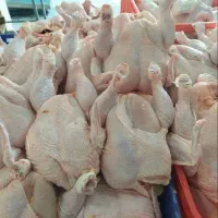 کشتار مرغ  روز ارگانیک